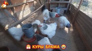 Куры Брама с лохматыми лапами прекрасные несушки (37)