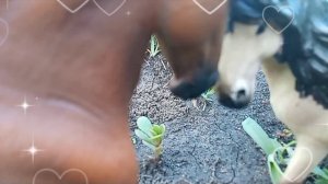 клип Энигма и Гранд