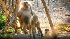 Пэдро и Изя ходят рядом, а как же Роза, она же Люськина мать? Дед на проверке документов в ДОМ2.