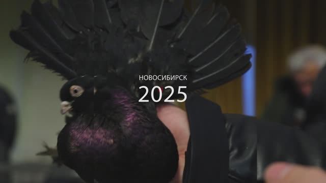 Выставка голубей 2025