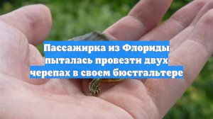 Пассажирка из Флориды пыталась провезти двух черепах в своем бюстгальтере