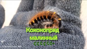 Нашла в клубнике красивую гусеницу