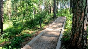 Тропа на Серебряниковскую видовку, г. Красноярск июль 2025г.