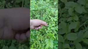 на машине в лес, на опушку леса за белыми грибами попытка номер 2 прямая трансляция