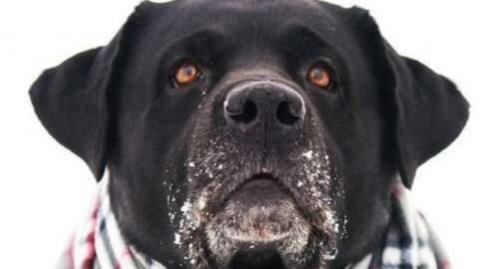 ИИ творит чудеса))) Черька )) #ОживилФото #ИИ #МойПёсЛабрадор #Labrador #Cherry  #GambitLabrador