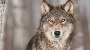 Мой спаситель волк. Интересная история про волка.