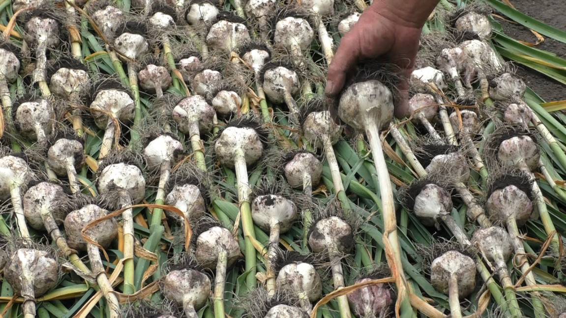 Июль,сенокос,огород,МТ-110 доработка.2025г. смотреть онлайн