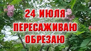 24 июля. Пересадила цветы, обрезала розы