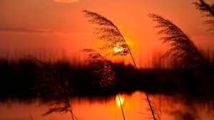 🌿 ОЧЕНЬ КРАСИВАЯ УСПОКАИВАЮЩАЯ МУЗЫКА ДЛЯ СНА 🎵 УЛЬТРАРАССЛАБЛЯЮЩАЯ МУЗЫКА ДЛЯ МЕДИТАЦИИ