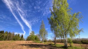 Берёза! Русская берёза!