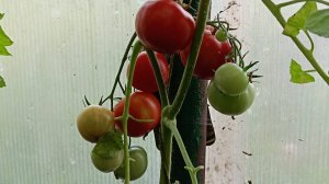 Томаты активно краснеют