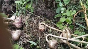 Посадка чеснока кверху жопкой. Заключение эксперимерта