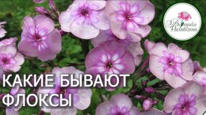 КАКИЕ БЫВАЮТ ФЛОЛКСЫ