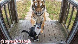 Приколы с котами! С ОЗВУЧКОЙ! САМЫЕ СМЕШНЫЕ ЖИВОТНЫЕ! Смешные котики! УГАР!