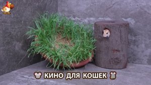 Видео для кошек про крысок развлекать питомцев 🐭🐀😂 (233)