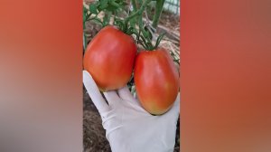 Томаты спеют