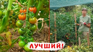 Самый сладки, самый устойчивый но сложный в выращивании томат! Томат Черри!
