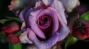 Съёмка на Nikon D40 с Индустар 26м  и Индустар 61 л.д