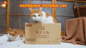 Нарядные Котики расслабляются на солнышке 🌞 🐈🐈🐈 (249)
