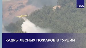 Кадры лесных пожаров в Турции