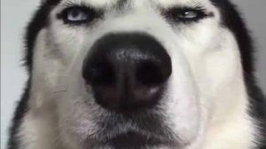 😍Забавные Моментов с Хаски/Самые Смешные и Очаровательные Псы🐶😍🥰