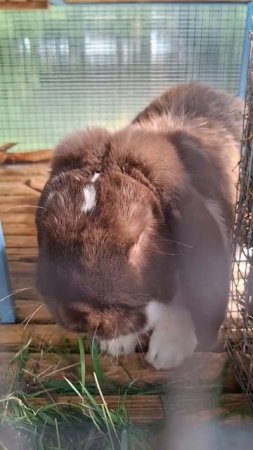 🐰🐇Мимишечка🥹 #кролики #милыеживотные