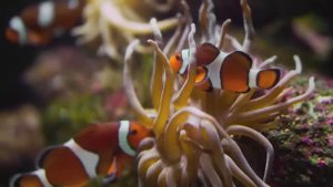 Аквариум | Рыбки | Красота природы | Релакс | Медитация | Спокойный сон