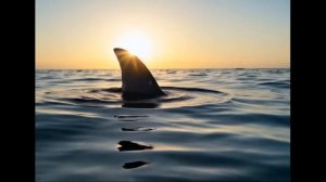 Shark
