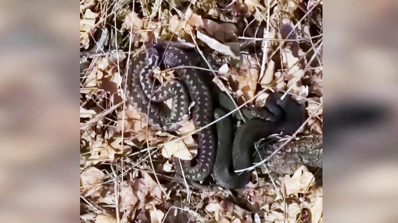 Погодные аномалии в Подмосковье стали причиной нашествия змей, в том числе ядовитых