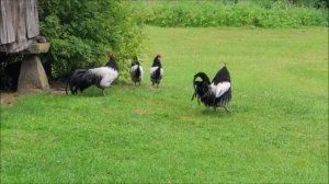 живность во дворе мельницы…