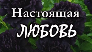 Настоящая ЛЮБОВЬ