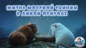 Как живут морские свинки в дикой природе?