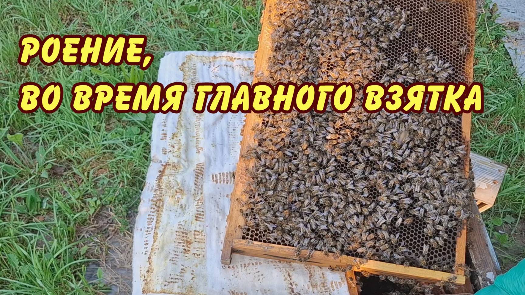 пчеловодство, роение, во время главного взятка
