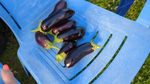 06-08-2025.Дача.Срезала первые баклажаны.Пересаживаю виноград😉