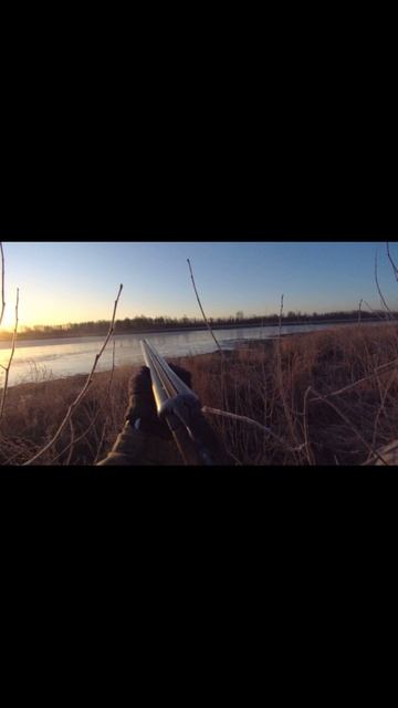 Охота с подсадной. Весенняя охота на селезня. Тюмень. 2024 смотреть онлайн