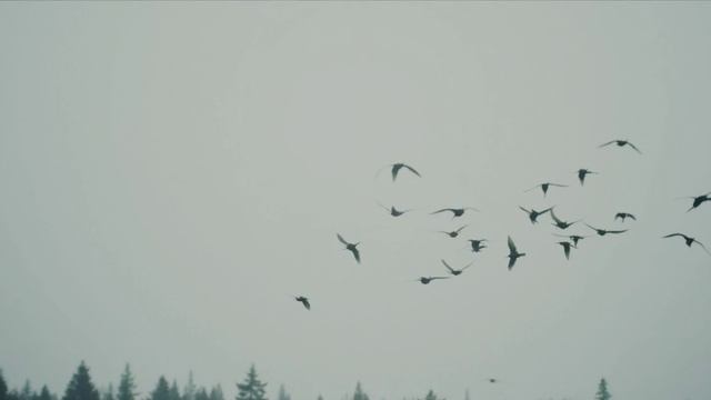 Тайга.