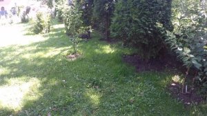 Подмосковный виноград . 25 й день после операции.Поэтому такое качество.Снимаю как получится.
