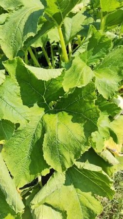 Кабачкам плохо на жаре 🌞 🌱 🧊