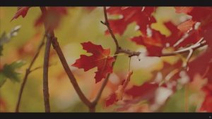 Натуральная Природа|Стандарт 4К SDR