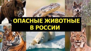 Опасные животные в России