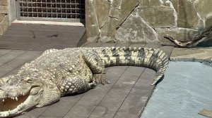 Пеликаны, фламинго, тигр и царь зверей! Ростовский зоопарк. Часть lI.