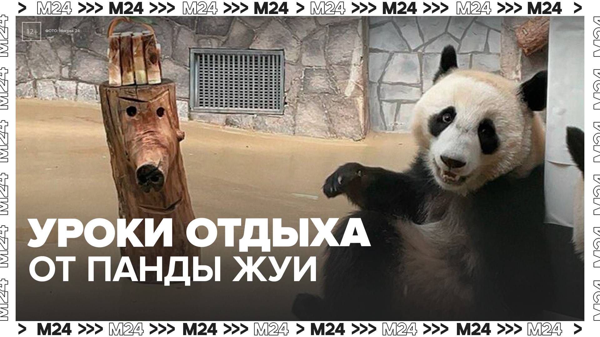 В Московском зоопарке показали, как отдыхает панда Жуи