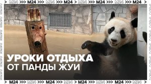 В Московском зоопарке показали, как отдыхает панда Жуи