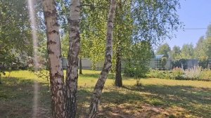 Гортензия или сосна, не могу решить. Про Гаса. Зеркало в подарок