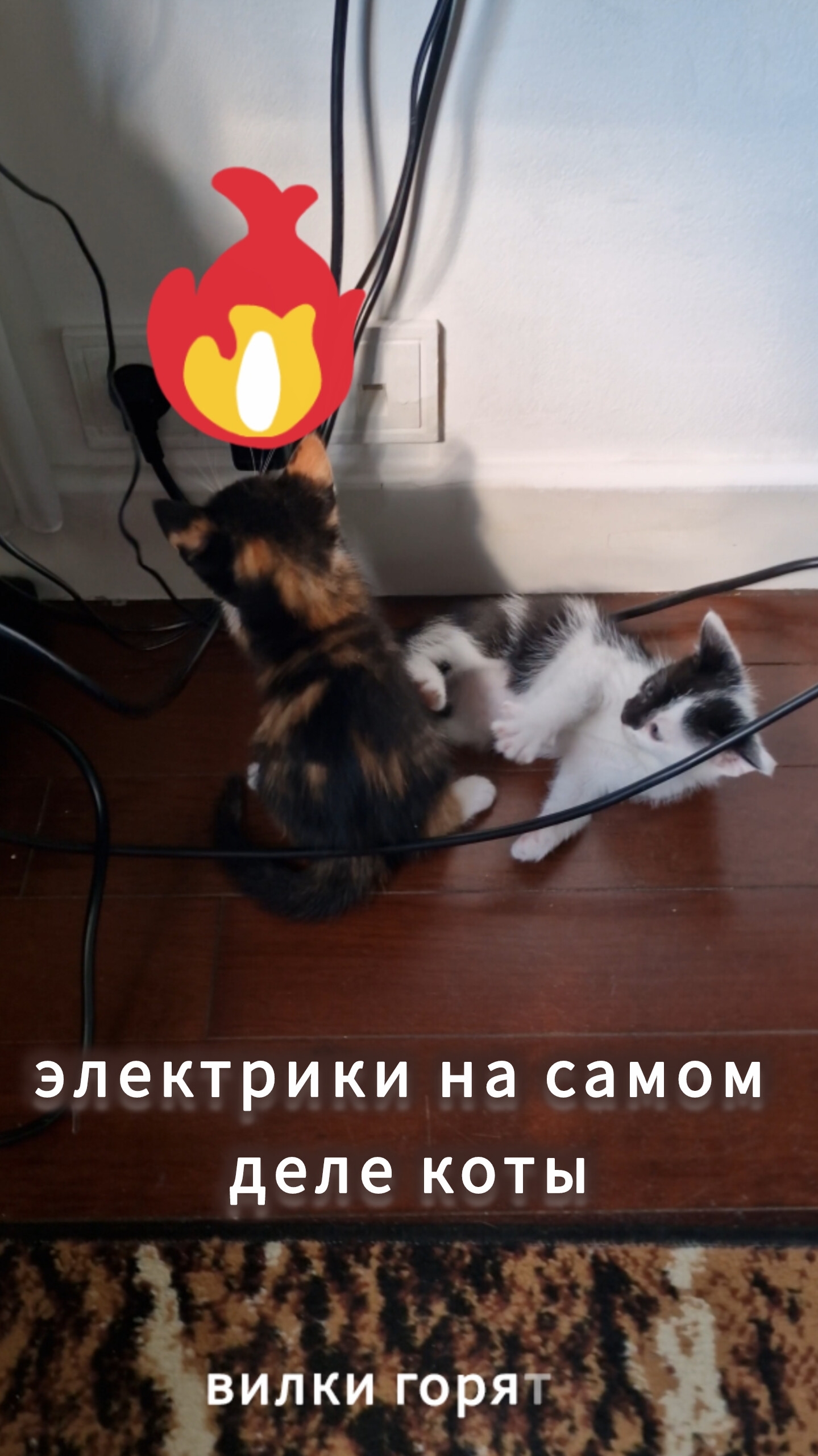 Когда электрики на самом деле коты смотреть онлайн