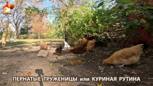 Куры несушки свободного выгула и их обычная куриная рутина – эпизод (562)