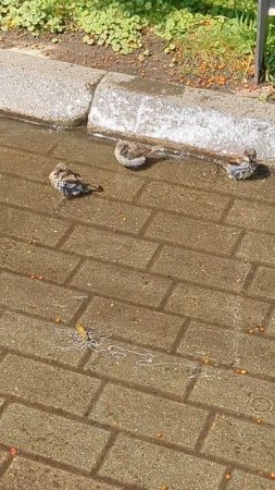 Воробьиные купания