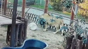 Оле, Оле, Оле, Оле, Шерхан - чемпион! Онлайн - фрагменты 26 июля часть 3