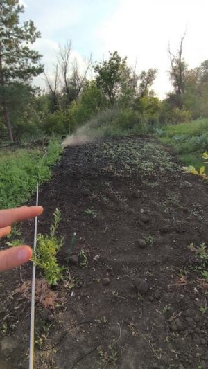 подготовка земли к высадке хвойных растений 🌱