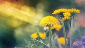 Футаж — Большие одуванчики. Футажи красивая природа